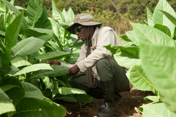 Konscious Cigars - Spring Hill, FL